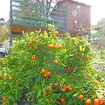 度假居 奥皮斯帕公寓 Valleseco