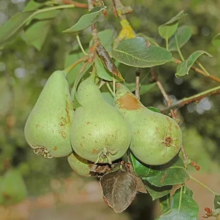 La Alpispa Valleseco
