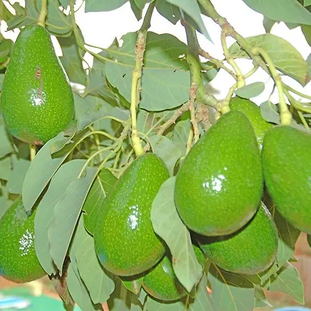 Vakantiehuis La Alpispa Valleseco