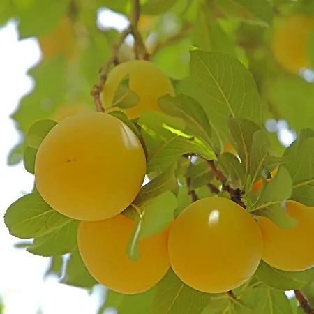 La Alpispa Дом отдыха