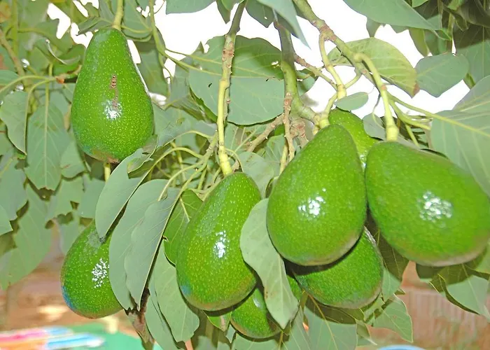 בית נופש La Alpispa Valleseco